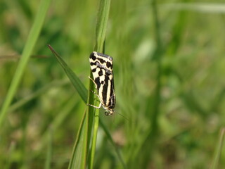 The spotted sulphur moth (Acontia trabealis/ Emmelia trabealis) resting on a blage of grass