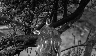 Unrecognizable West African sitatunga (Tragelaphus spekii gratus) in a dramatic black-and-white portrait. Shapes and textures blend into the shadows of the wild.