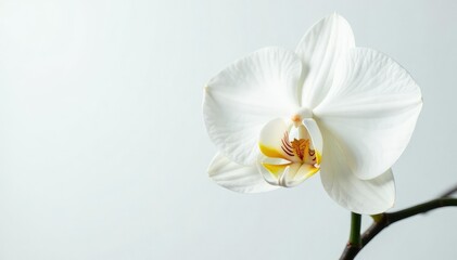 Fototapeta premium Delicate white orchid blossom, pristine petals against pure backdrop, spa, bright