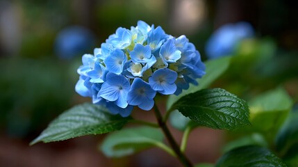 鮮やかに咲く青い紫陽花のクローズアップ
