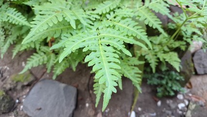 Dense Green Fern Cluster in Forest Trail, Onoclea Sensibilis Foliage Texture for Natural Wallpaper