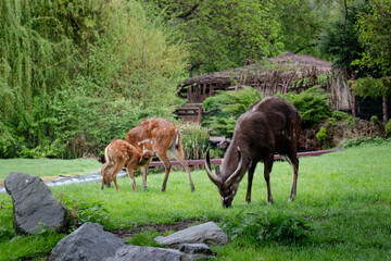 Family of West African sitatungas (Tragelaphus gratus) in a zoo setting, with natural landscape background. Father, mother, and young standing together, surrounded by greenery.