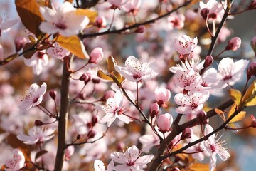 Beautiful blossoming cherry plum tree with pink flowers outdoors, closeup