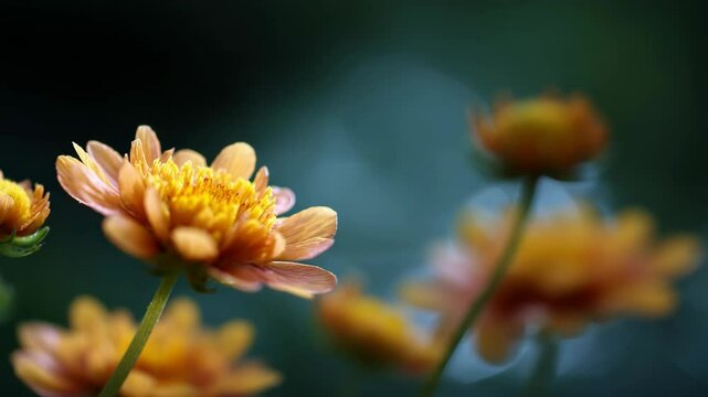 Peach colored chrysanthemum blooms softly illuminated against a dark blurred natural background with selective focus on the foremost flower.
