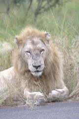 Lion in wild savanna , Animal of africa