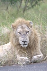 Lion in wild savanna , Animal of africa