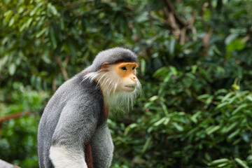 Red-shanked douc staring into the distance