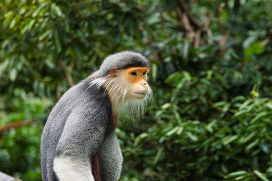Red-shanked douc staring into the distance
