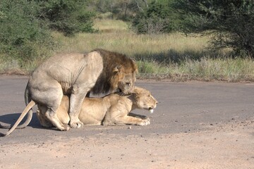 Lion in wild savanna , Animal of africa
