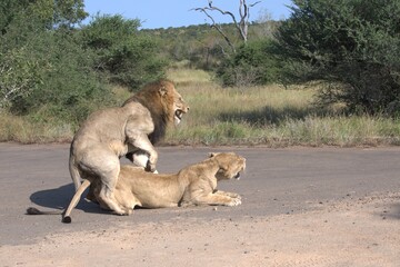 lion in wild savanna , Animal of africa