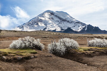 View from the 'El Arenal' Tourist Center of the Chimborazo volcano and the White Arnica (Senecio...