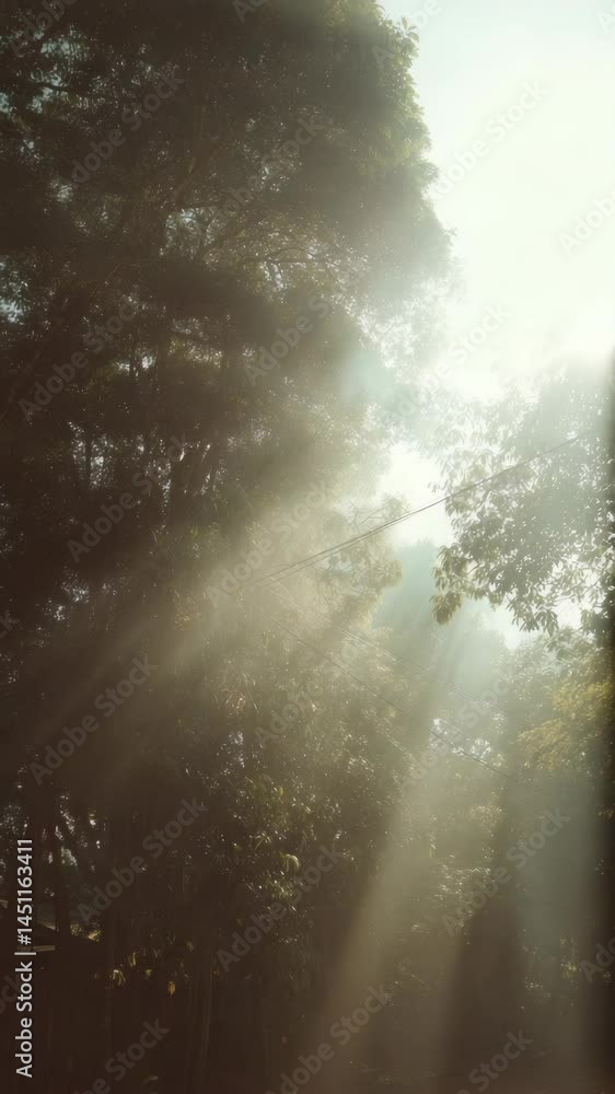 Poster sunlight streaming through green tree canopy creating a mystical atmosphere, power lines crossing in