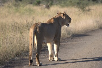lion in savanna , Animal of africa