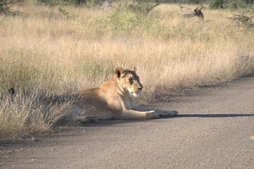 lion in savanna , Animal of africa