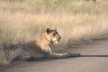 lion in savanna , Animal of africa
