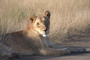 lion in savanna , Animal of africa