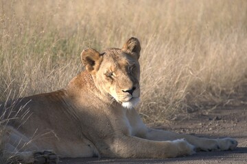 lion in savanna , Animal of africa