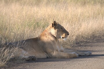 lion in savanna , Animal of africa