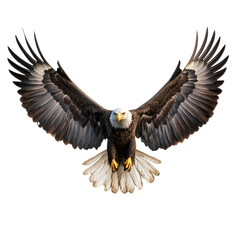 Fototapeta premium Majestic bald eagle in full flight, wings spread wide