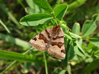 The burnet companion moth (Euclidia glyphica) resting on clover