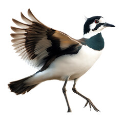 Fototapeta premium A Lapwing bird in full stride, showcasing its unique plumage and dynamic pose. Its wings are outstretched, suggesting movement and grace
