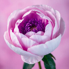 White Peony in Dreamy Ultraviolet Tones with Soft Hazy Light on Pastel Background

