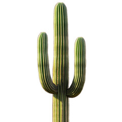 A majestic Saguaro cactus, tall and proud, reaching towards the sun in the desert. Its green, spiky arms are a striking contrast against the clear blue sky.