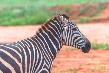 Zebra in Tsavo East National Park. Kenya.