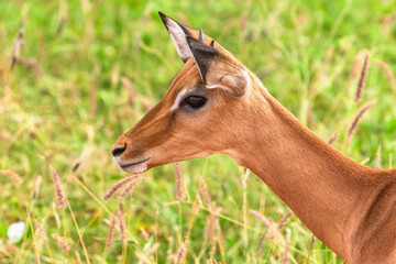 Impala antelope in Tsavo East National Park in Kenya