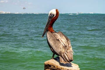 
Pelican standing on a pier post in the beautiful sea of ​​Cancun on a sunny day with a blue sky and hotels in the background.