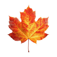 Obraz premium Vibrant Autumn Maple Leaf Isolated on Green Transparent background