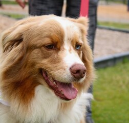 Aussie in Focus: Australian Shepherd with mismatched eyes gazes gently..