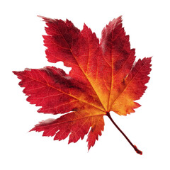 Vibrant Autumn Maple Leaf Close-up