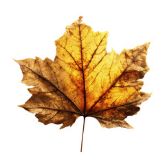 Obraz premium Single Dried Maple Leaf, Autumn Colors, Backlit Detail