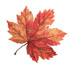 Obraz premium Single Red and Orange Autumn Maple Leaf Isolated on Green Transparent background