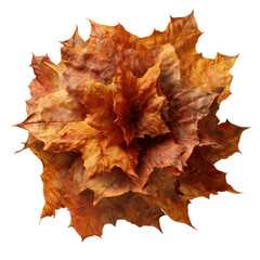 Fototapeta premium Autumnal Maple Leaf Cluster A Symphony of Fall Colors