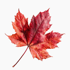 Fototapeta premium Vibrant Red Autumn Maple Leaf Isolated on Dark Transparent background