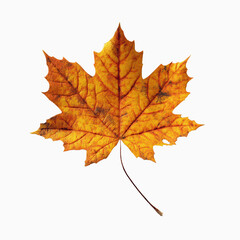 Fototapeta premium Single Dried Autumn Maple Leaf on Dark Transparent background