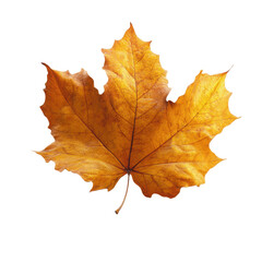Obraz premium Single Golden Autumn Maple Leaf Isolated on Green Transparent background