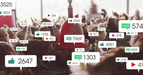 Flock of brown hens gathering around red waterer, showing floating green thumbs-up and play icons - Powered by Adobe