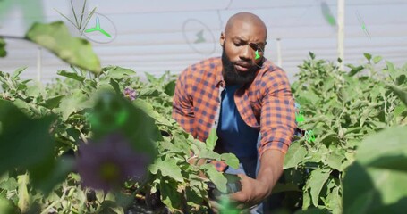Man crouching in agriculture field, harvesting eggplants with green eco-icons floating above - Powered by Adobe