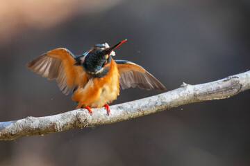 common kingfisher