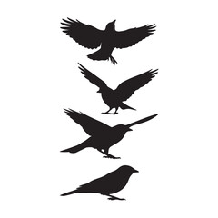 Fototapeta premium Black bird silhouette vector illustration set flying and perched isolated on white background design graphic
