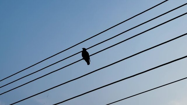 Single Bird Perched on Electric Power Lines Against Clear Blue Sky on a Peaceful Daytime Scene
