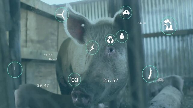 Farm pig being visualized inside barn, standing behind feeding trough with energy metrics icons