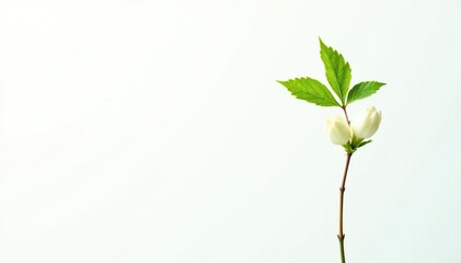 Single, delicate sapling against pure white backdrop , vibrant, woodland, growth