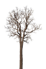 tree death or branch die Isolated on white background.