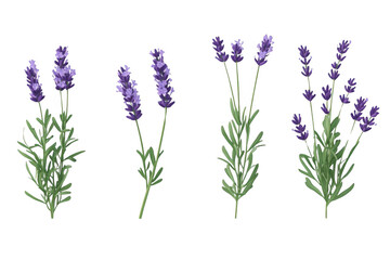 Naklejka premium lavender flower bloom with fragrance aroma and herbal concept theme