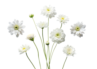 Minimal White Flower Design Set