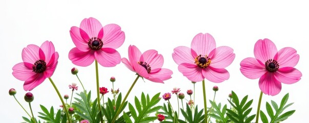 Fototapeta premium Vibrant pink anemones in full bloom, isolated on bright white , floral design, photography